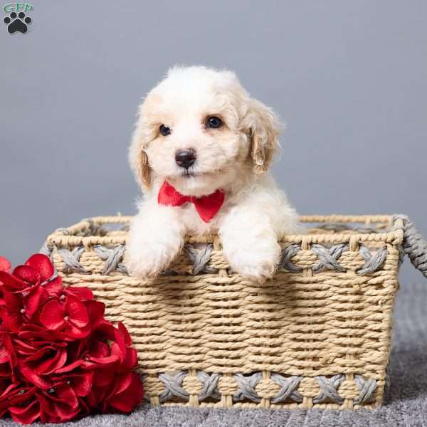 Kaiden, Bich-Poo Puppy